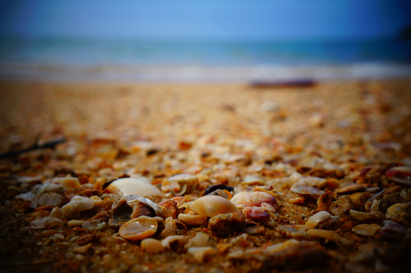 Image of shells on the sea shore